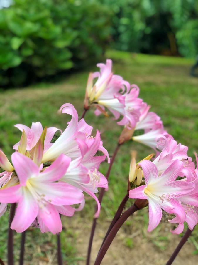 Quinta Da Bela Vista Villa Ponta Delgada Eksteriør bilde